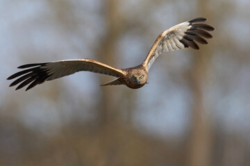 Western marsh harrier (Circus aeruginosus)