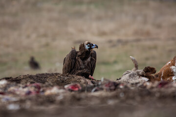 Cinereous Vulture, (Aegypius monachus) in its natural habitat. Wildlife.