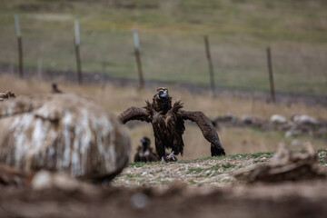 Cinereous Vulture, (Aegypius monachus) flight from rock in natural environment. Wild life.