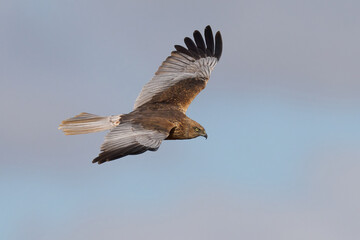 Obraz premium Western marsh harrier (Circus aeruginosus)