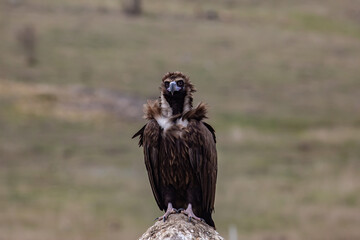 Cinereous Vulture, (Aegypius monachus) in its natural habitat. Wildlife.