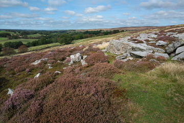 Fototapeta na wymiar Rugged moorland with large rocks and flowering heather. Goathland, UK.
