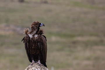 Cinereous Vulture, (Aegypius monachus) in its natural habitat. Wildlife.