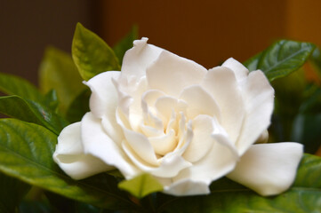 Flor blanca de gardenia de jardín