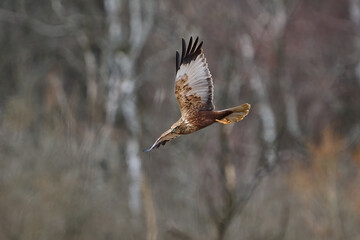 Western marsh harrier (Circus aeruginosus)