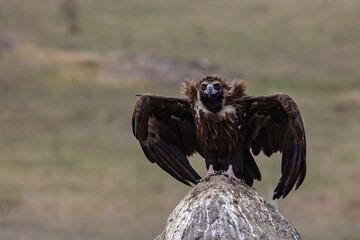 Cinereous Vulture, (Aegypius monachus) flight from rock in natural environment. Wild life.