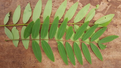 Black wood cassia(senna seamea)leaf with board background - obrazy, fototapety, plakaty