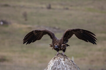 Cinereous Vulture, (Aegypius monachus) flight from rock in natural environment. Wild life.