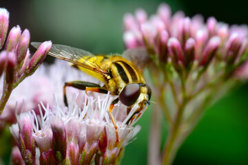 Close-up of Housefly isolated on the flower in a summer garden.  