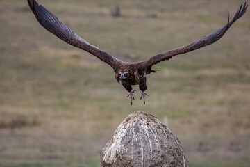 Cinereous Vulture, (Aegypius monachus) flight from rock in natural environment. Wild life.