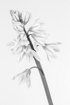 Black and white image of a pushkinia libanotica against a white background