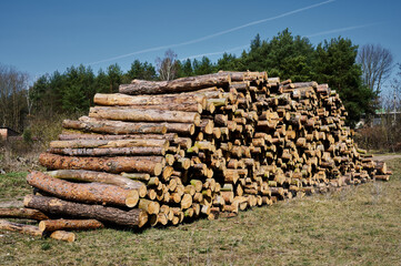 stacked wood after cutting down the trees