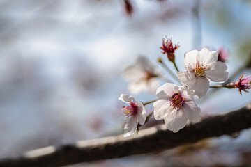 벚꽃이 지는 따스한 봄 풍경