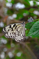 Macro shots, Beautiful nature scene. Closeup beautiful butterfly sitting on the flower in a summer garden.