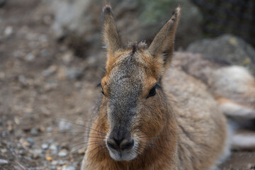 Fototapeta premium マーラ