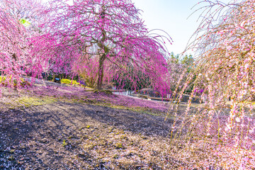 鈴鹿の森庭園　梅