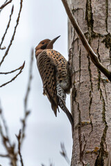 Northern Flicker closeup