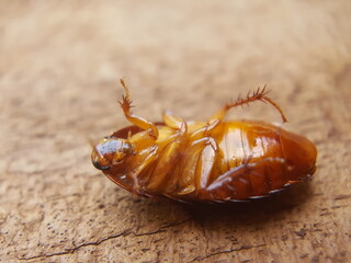 rock cockroaches on wooden planks