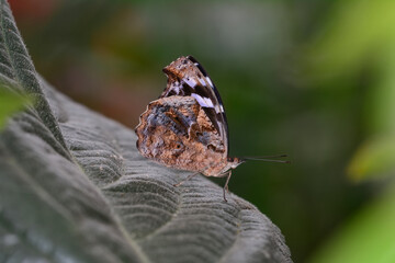 Macro shots, Beautiful nature scene. Closeup beautiful butterfly sitting on the flower in a summer garden.