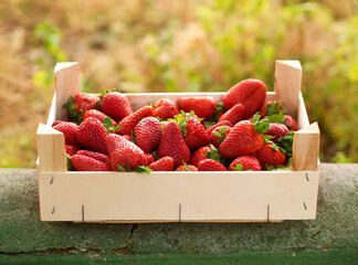 strawberries in a wooden box after harvesting in the garden