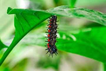 Macro shots, Beautiful nature scene. Close up beautiful caterpillar of butterfly  