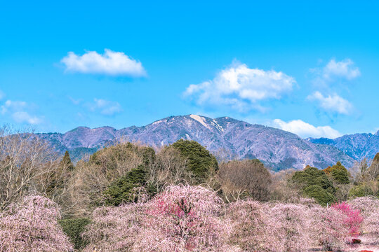 Tarasan Photos Images Assets Adobe Stock Tarasan Photos Images Assets Adobe Stock