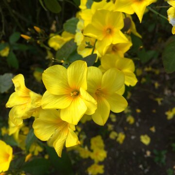 Murmurin Photos Images Assets Adobe Stock