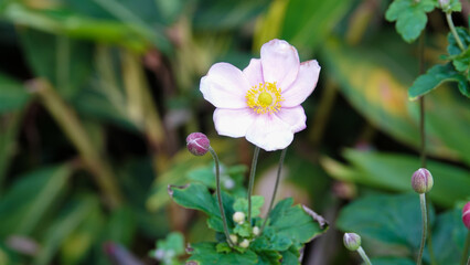 Obraz premium pink and white flower