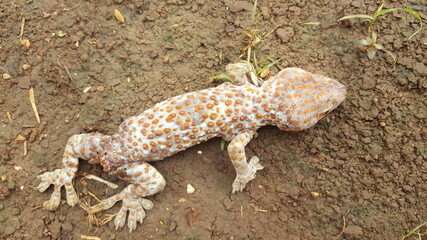 lizard on a stone