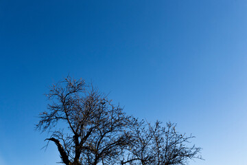Photograph taken of a hundred-year-old tree, sadly burnt by the flames of a terrible fire that occurred a few years ago in the city of Jaén.
