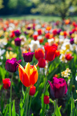 Obraz premium Spring madness. Bright and colorfull blossoming flowers in the sunny park