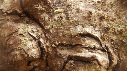 bark texture background