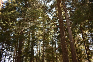 群馬県一宮神社