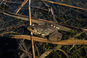 frog in the grass
