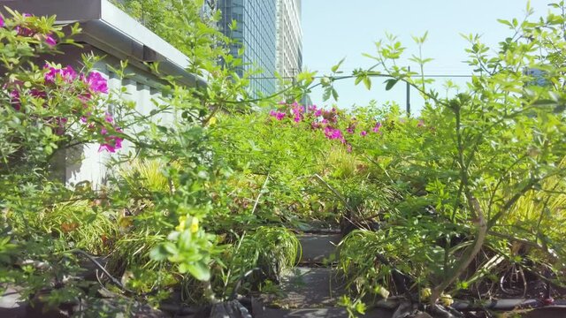 東京都新宿区の街中にある植栽の景色