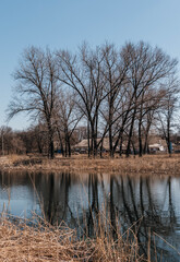 Fototapeta premium tree in the water
