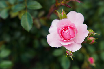 pink rose in garden