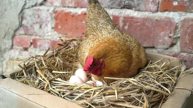 Close shot of a hen hatching eggs in a straw nest