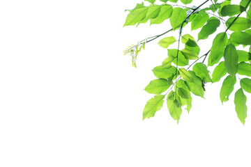 Green leaf branches isolated on white background