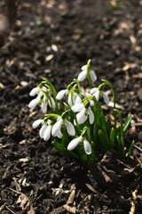 snowdrops in the snow