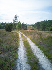 Fototapeta na wymiar Path with a view on the luneburg heath in lower saxony germany with trees in the summertime with green grass