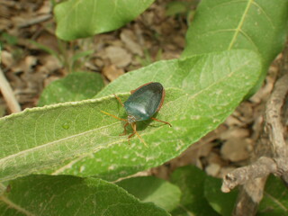 bug on leaf