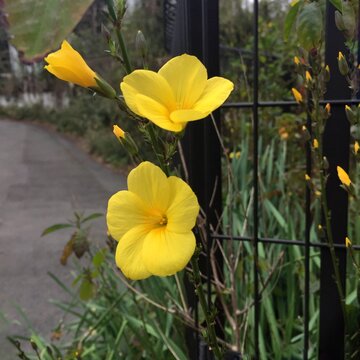 五弁の花 Images Browse 16 Stock Photos Vectors And Video Adobe Stock