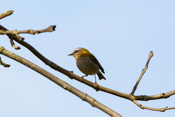 A Firecrest bird on the branches of a tree