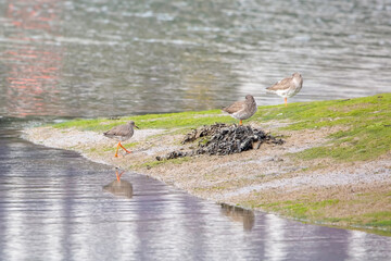 A Redshank bird nest with two adults and a chick