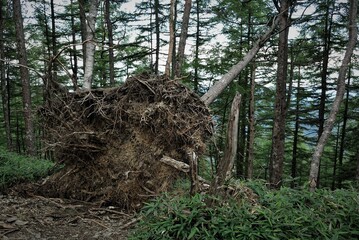 奥多摩、雲取山の登山風景