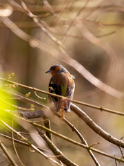 A Chaffinch on the branches of a tree