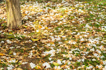 white tecoma flower tree or Tabebuia rosea or white trumpet tree falling on the grounds