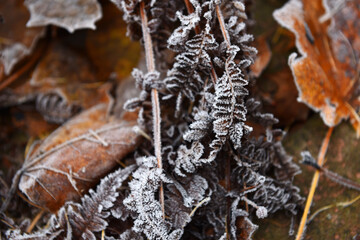 leaves covered with frost