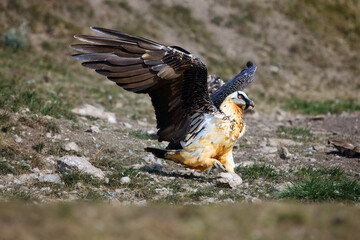 The bearded vulture (Gypaetus barbatus), also known as the lammergeier or ossifrage lands on the slope of a mountain